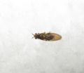 Pachycerina sp.